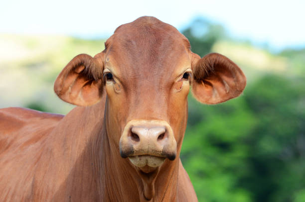 Close-up of a cow