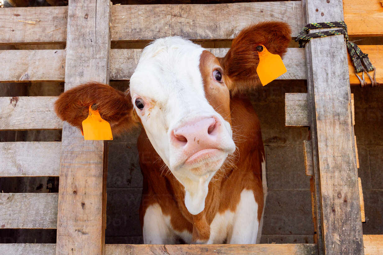A brown cow looking at the camera in a barn